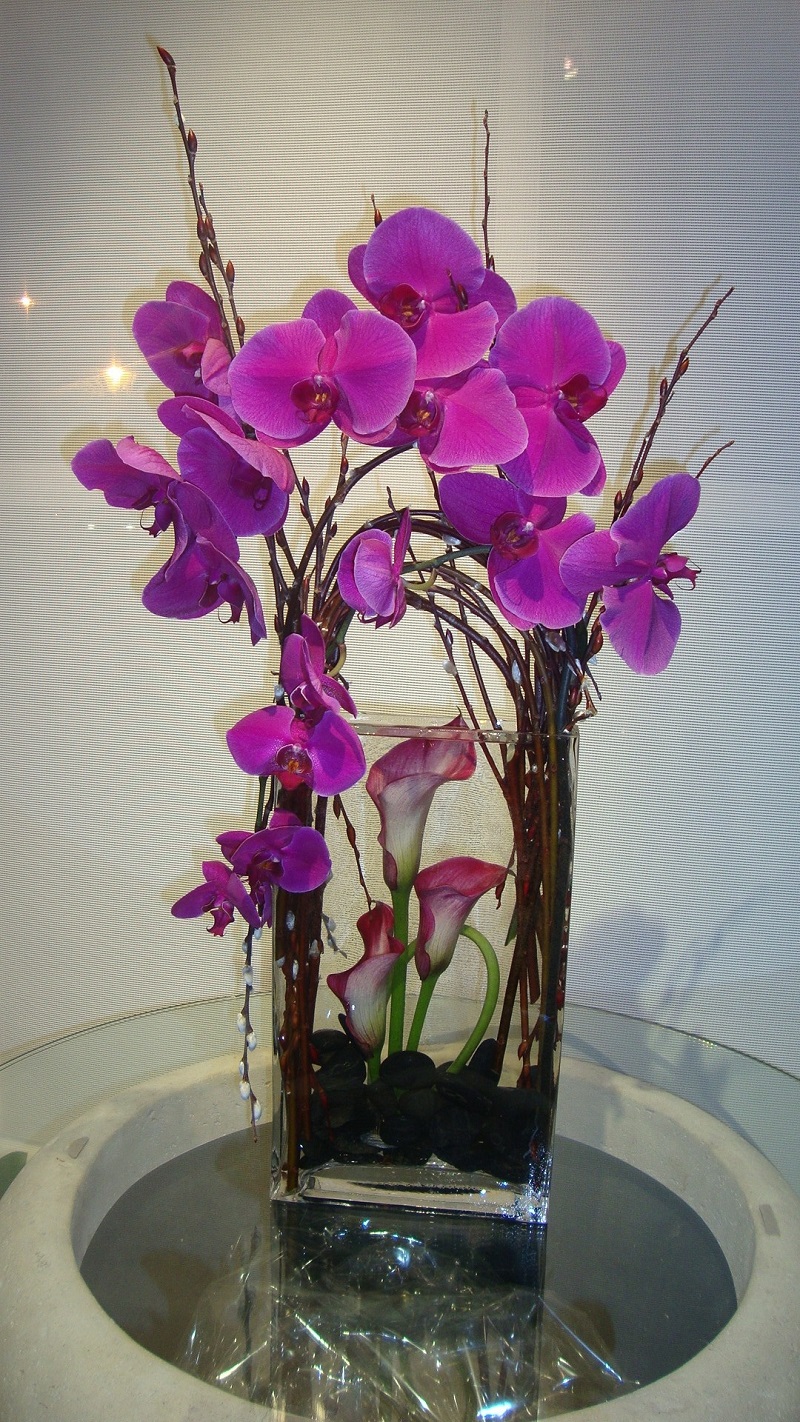 Purple Phalaenopsis